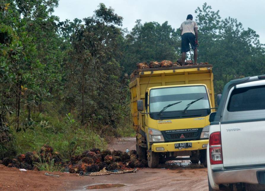 FOTO: Inilah Wajah Hutan Kalimantan yang Sesungguhnya (Miris Gan)