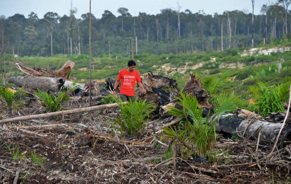 FOTO: Inilah Wajah Hutan Kalimantan yang Sesungguhnya (Miris Gan)