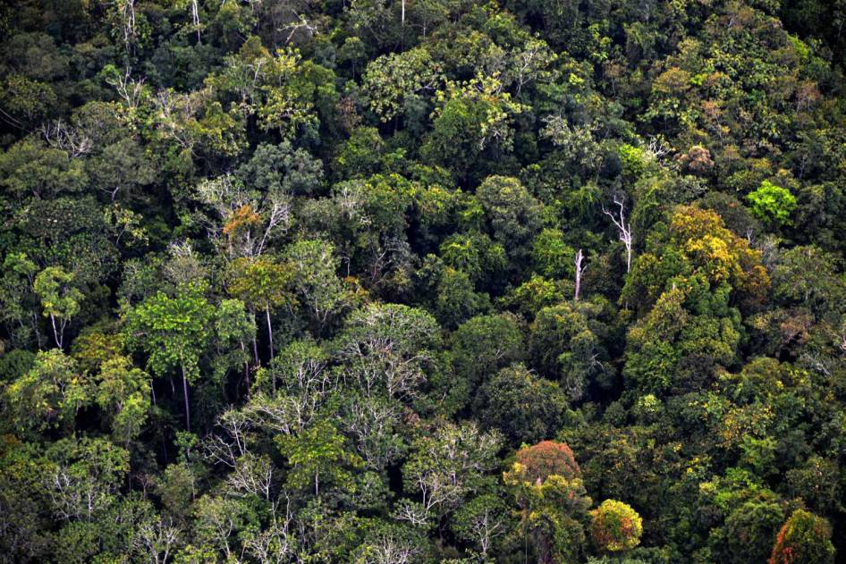 FOTO: Inilah Wajah Hutan Kalimantan yang Sesungguhnya (Miris Gan)