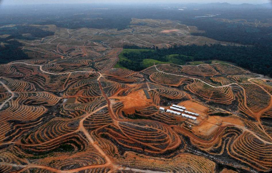 FOTO: Inilah Wajah Hutan Kalimantan yang Sesungguhnya (Miris Gan)