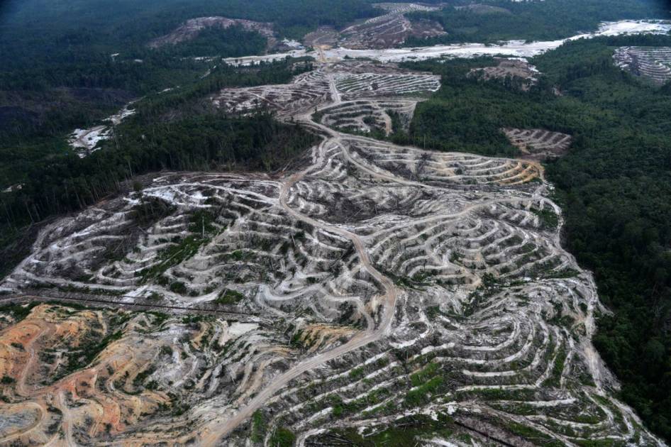 just sharing, anak anak bumi tambun bungai, inilah yg sedang terjadi di hutan kalian