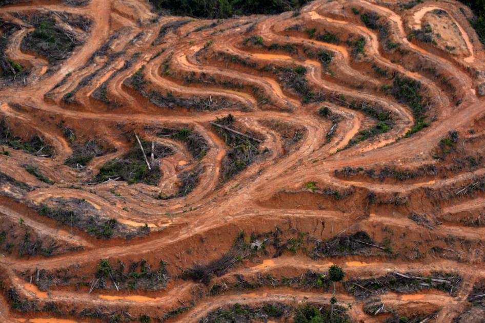 FOTO: Inilah Wajah Hutan Kalimantan yang Sesungguhnya (Miris Gan)