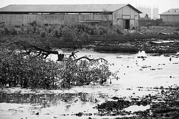 Mangrove - Sang Pahlawan Ekosistem yang Terabaikan