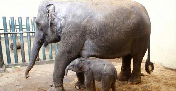 Cara Memisahkan Gajah Induk Dengan Anaknya gimana ya gan?