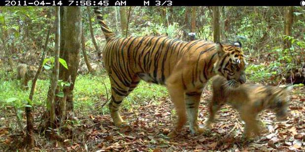 WWF Ajak Publik Kirim Kartu Pos ke Polisi Hutan