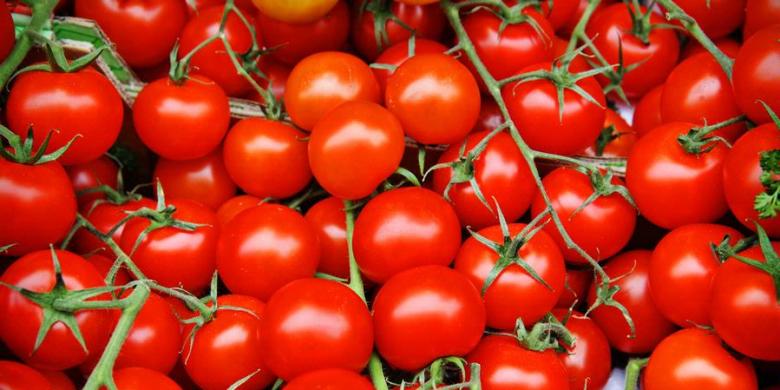 harga-anjlok-petani-biarkan-tomat-membusuk-di-kebun