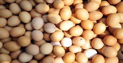 Tips Memilih Telur Terbaik, Sehat, dan Bernutrisi Tinggi