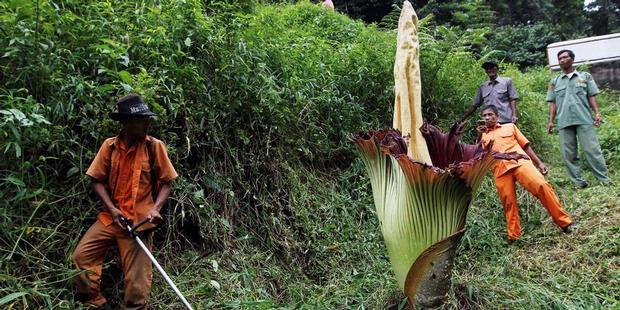 Bunga Bangkai Langka Ditemukan di Solok Selatan