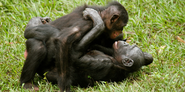 Waduh! Simpanse Kebun Binatang Sevilla Kecanduan Film Porno :D