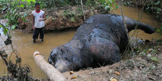 Induk dan Dua Anak Gajah Mati di Tesso Nilo