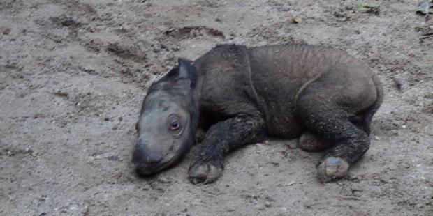 Bayi Badak Sumatra yang Terancam Punah dilahirkan