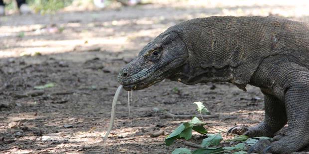 Komodo ditemukan diluar kawasan TNK (Taman Nasional Komodo)