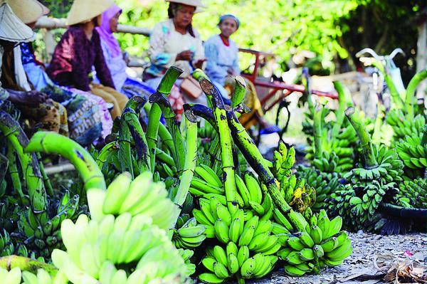 Pisang Calon Makanan Pokok Dunia