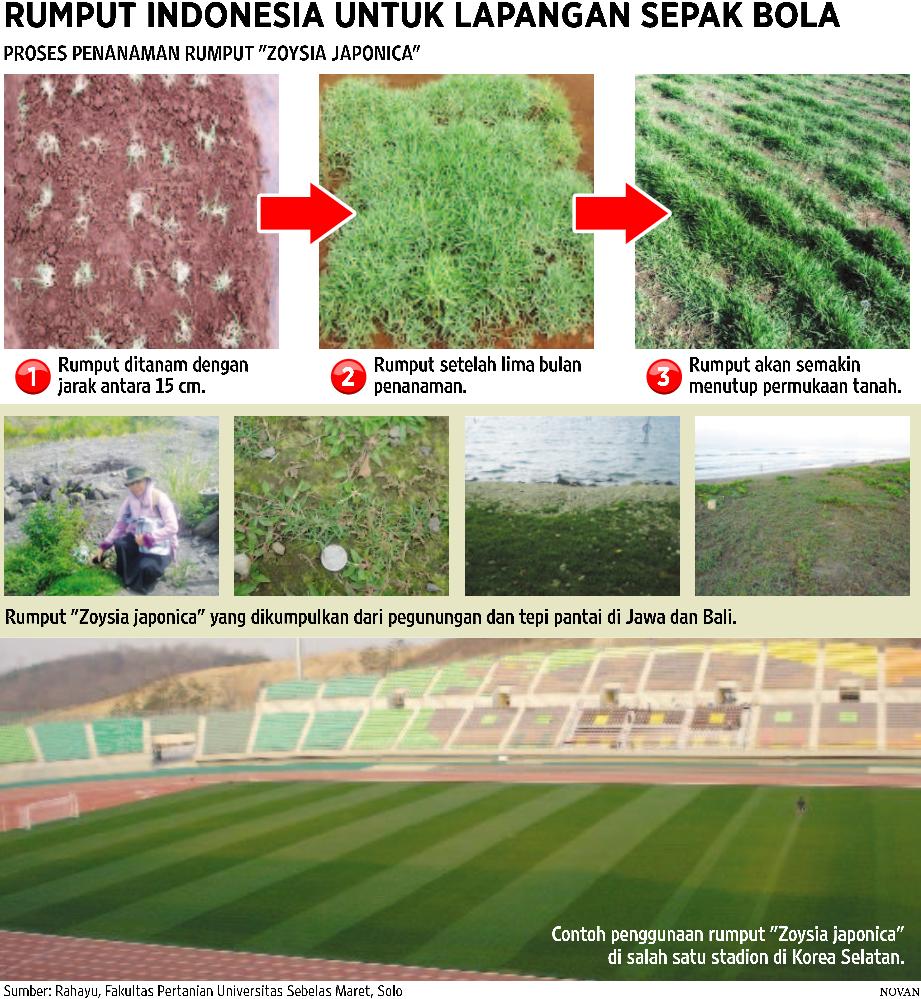 ZOYSIA JAPONICA, RUMPUT UNTUK STADION SEPAKBOLA