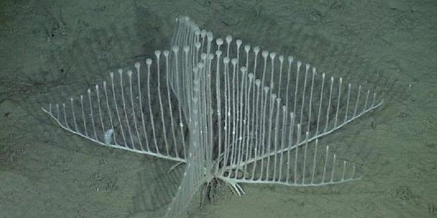 ditemukan-spesies-baru-spons-berbentuk-seperti-harpa