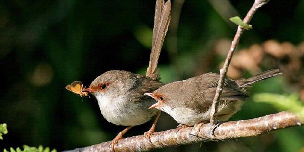 Sebelum Menetas, Burung Passerine Sudah Belajar Bernyanyi