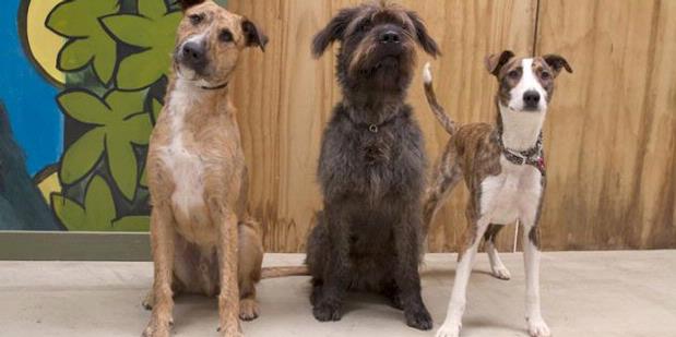 &#91;New Zealand&#93; Ketiga Anjing Ini Bisa Mengemudi Mobil + Vid