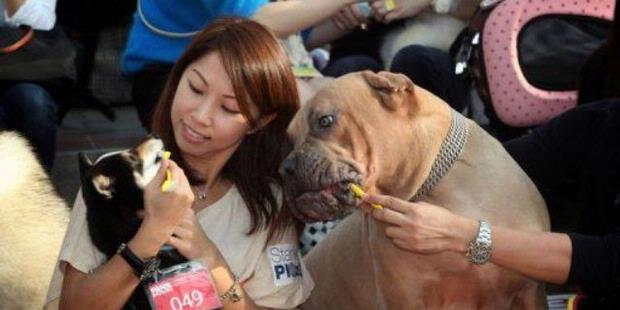 312 Ekor Anjing Coba Pecahkan Rekor Dengan Gosok Gigi Bersama