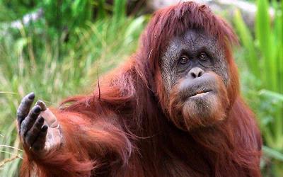 Miris!!! Mayoritas Pelajar Sumatera Tak Mengenal Orangutan