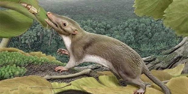(Percaya gak Percaya) Moyang Manusia Ternyata Menyerupai Tikus