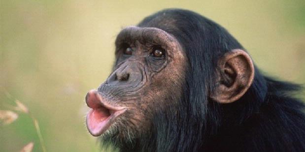  10 Gaya Simpanse Paling Mirip Manusia