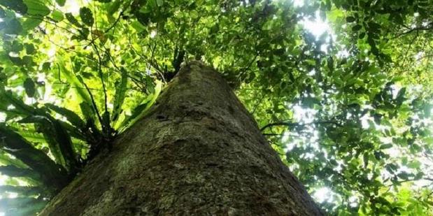 (Full Pic) Pohon Ulin, Pohon Terbesar dan Tertua di Indonesia