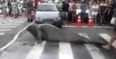 Gajah Laut Menyeberang, Arus Lalu Lintas Macet Total