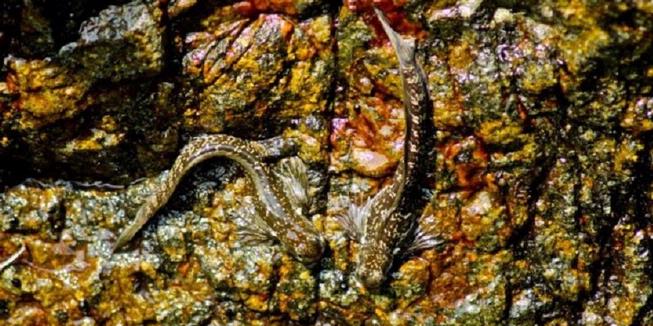 Ikan Amfibi Langka Ditemukan di Yogyakarta