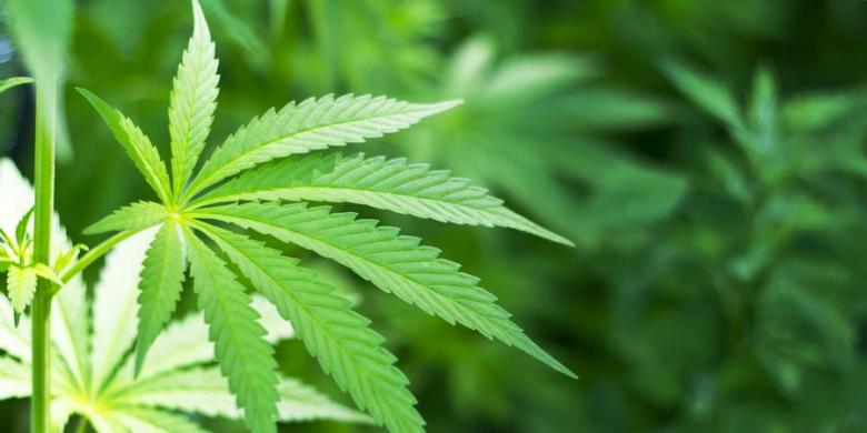 New York akan Melonggarkan Aturan soal Ganja