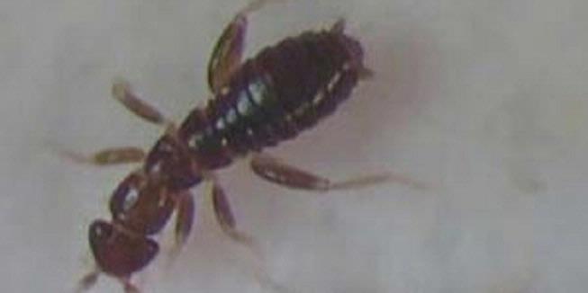 Serangga Unik, Tubuh Mini Sperma Raksasa