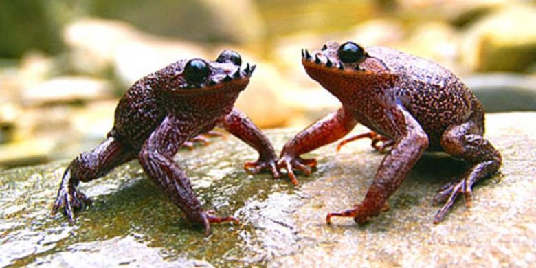 &#91;SAINS&#93; Katak &quot;Berkumis&quot;, Kesatria dari Dunia Katak