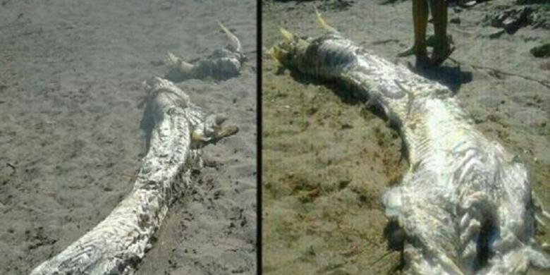 "Monster Laut" Bertanduk Terdampar di Spanyol