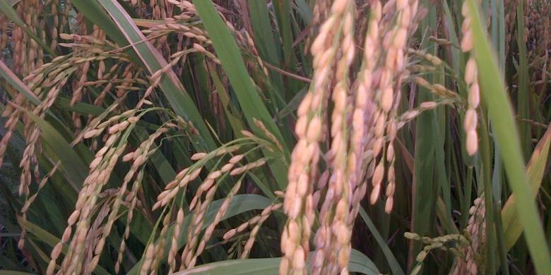 &#91;BERITA SAINS&#93; Riset Bioteknologi LIPI Hasilkan 5.000 Padi Mutan