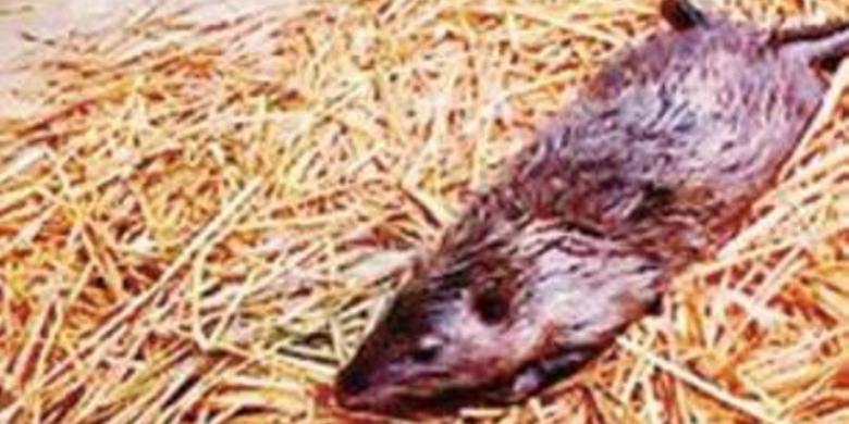 Warga Sebuah Desa di China Tangkap Tikus Raksasa Gan