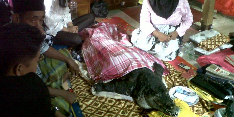 Buaya Mati Diperlakukan seperti Manusia