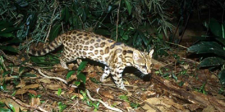 &#91;LUCUUUU.....&#93; Spesies Baru Kucing Liar Ditemukan di Brasil