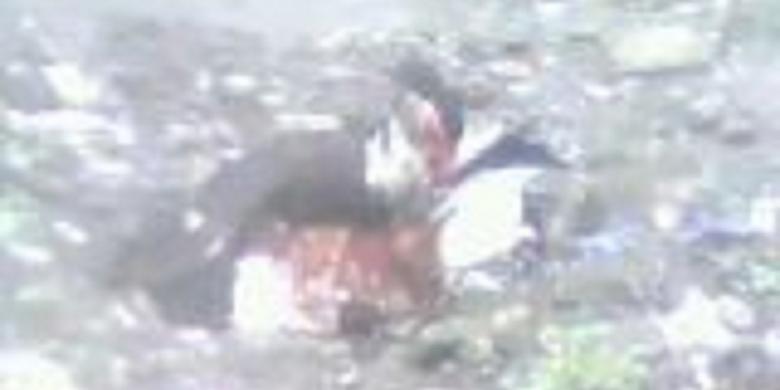 &#91;Trit Pongasi&#93; Heboh, Warga Tonton Bebek Jantan Kawini Ayam Betina
