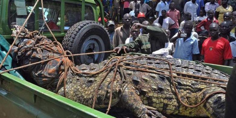 Buaya Buas Seberat 1.000 Kg Ditangkap di Uganda