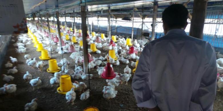 Jokowi Ingin Hapus Monopoli Suplai Ayam Potong di Jakarta