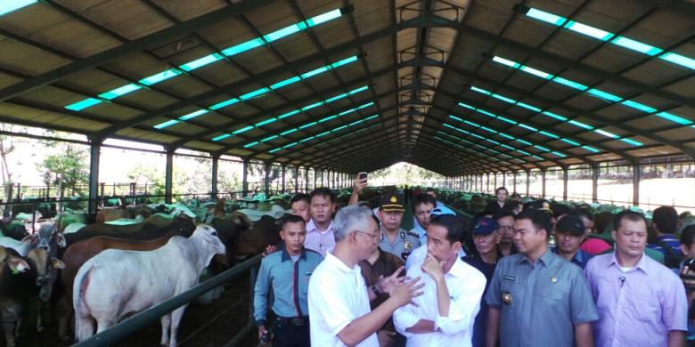 Jokowi Kaget Ada Sapi Bermoncong Putih