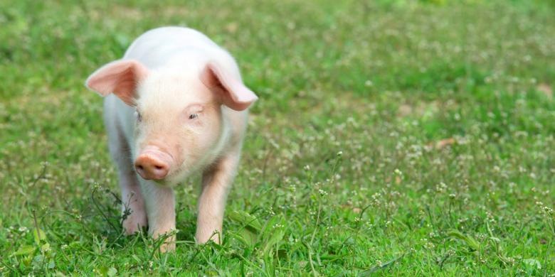 mengapa-babi-jadi-hewan-penting-dalam-riset-kedokteran