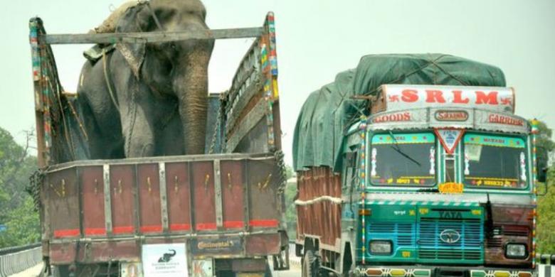 50 Tahun Dirantai, Gajah Ini Menangis Saat Dibebaskan