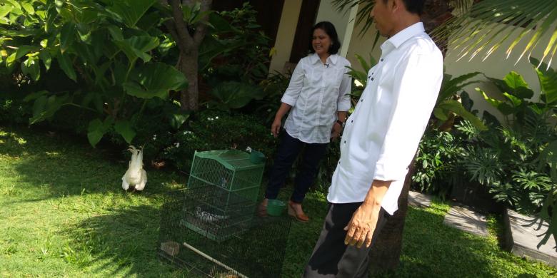 kodok-piaraan-jokowi-tidak-ikut-diboyong-ke-istana