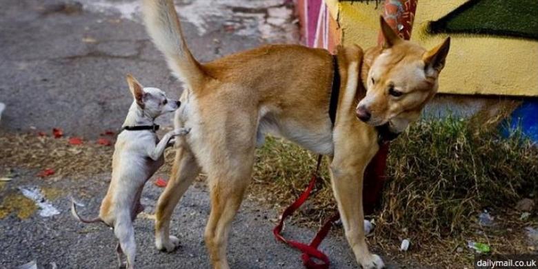 Rakyat Vietnam, Pelahap Sekaligus Pencinta Anjing