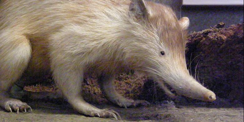 Langka, Tikus Raksasa Berbisa Ditemukan di Kutai Timur