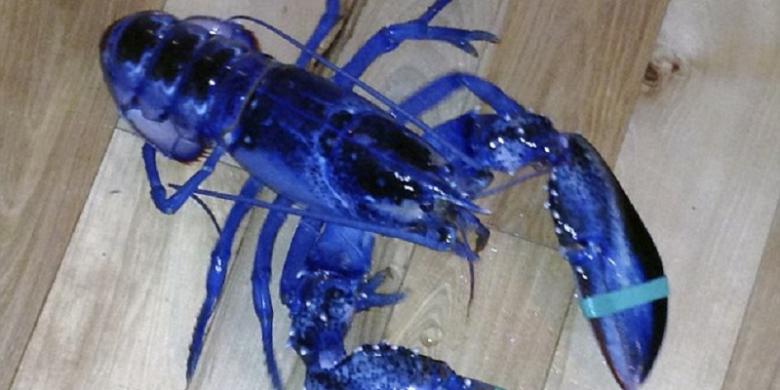 &#91;HOT&#93; Ditemukan Lobster Jenis Baru!!