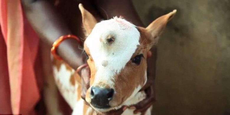 Dianggap Titisan Dewa Siwa, Anak Sapi Bermata Tiga Disembah Warga Desa di India