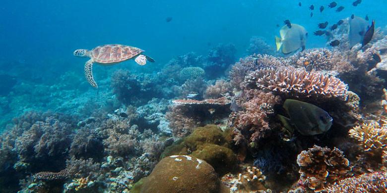 Pulau Dermawan bisa menjadi "Bali" kedua!