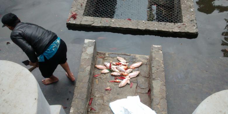 Ikan-ikan "Ridwan Kamil" Mati karena Kotoran Kuda