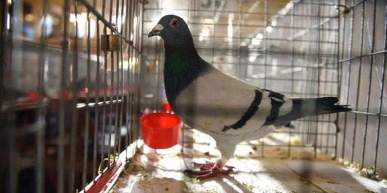 ISIS Tangkap Puluhan Peternak Burung Dara di Irak